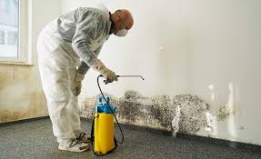 Why You Should Choose Our Mold Remediation Services in New Middletown, OH