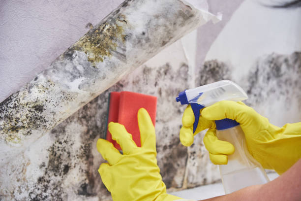 Reliable New Middletown, OH Mold Inspection Solutions